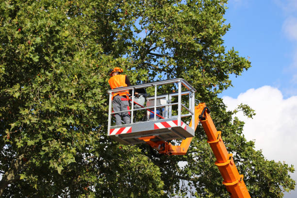 How Our Tree Care Process Works  in  North Lauderdale, FL