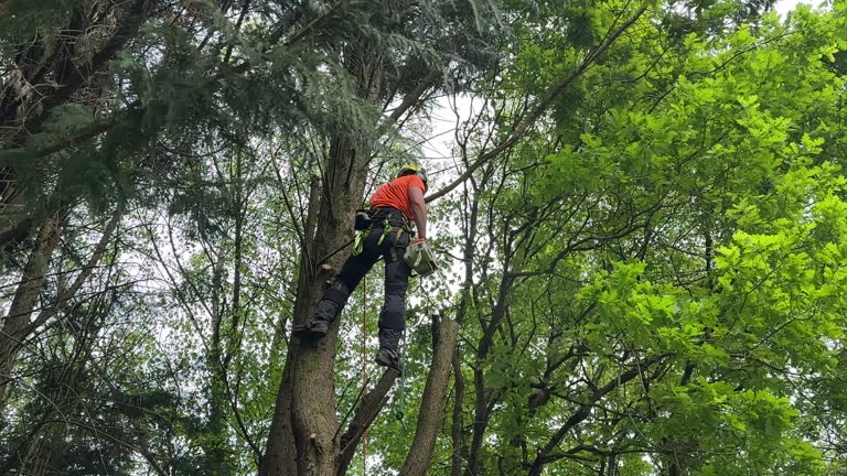 Tree and Shrub Care in North Lauderdale, FL